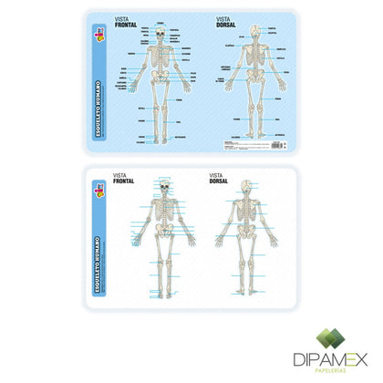 MANTEL DIDACTICO BORRABLE CHART   esqueleto humano   DIETRIX
